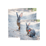(image for) Bearpaw Animal Target Face Rabbit, Wild Boar or Deer