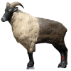 (Bild für) SRT Tahr des Himalaya