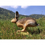 SRT laufender Hase (Bild für) SRT laufender Hase
