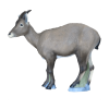 (image for) SRT Rocky Mountain Sheep (female)