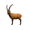 (Bild für) SRT Steinbock