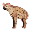 Wildcrete 3D Hyäne groß