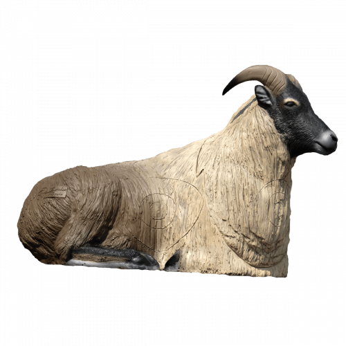 SRT Tahr des Himalaya (liegend)