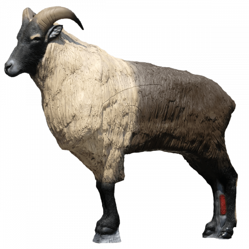 SRT Tahr des Himalaya